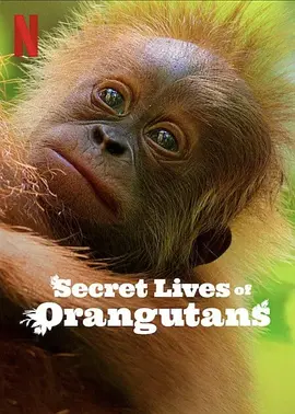 Secret Lives of Orangutans